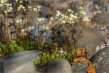 род Saxifraga. Цветущие растения. Среднесибирское плоскогорье, плато Путорана, дол. р. Курейка, каменистый берег ручья. 25.06.2017.