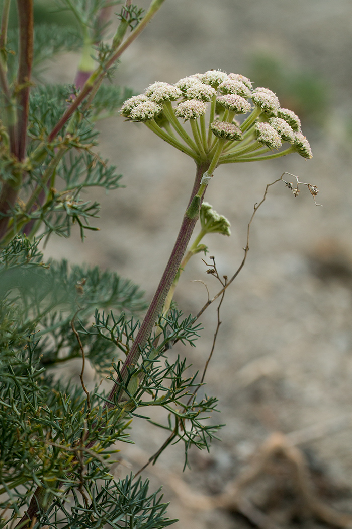 Image of Seseli ponticum specimen.