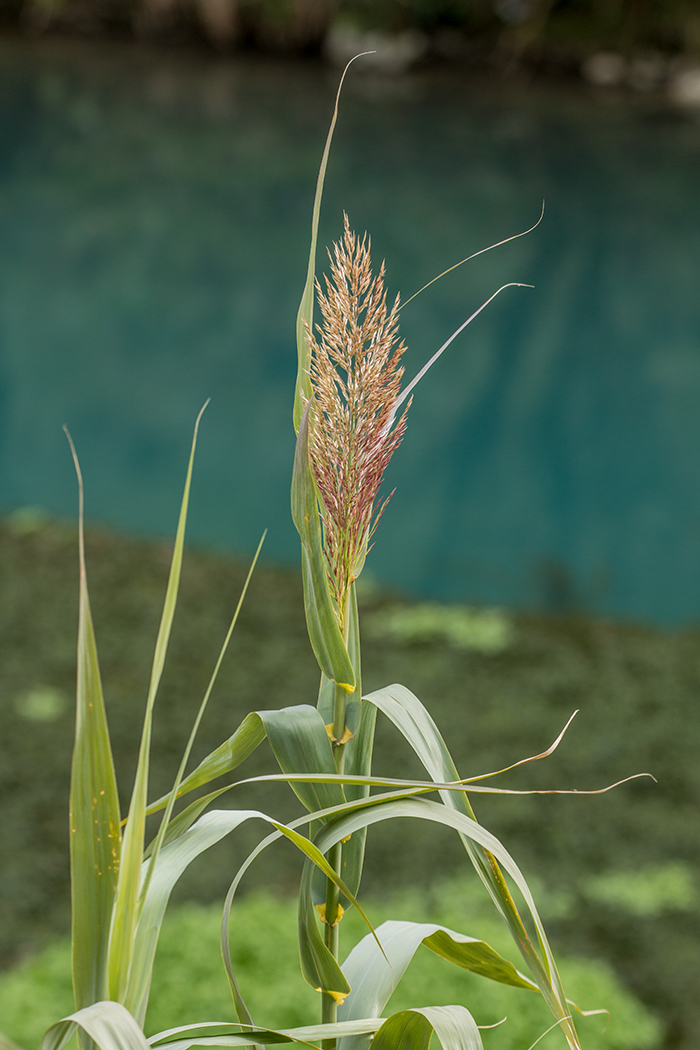 Изображение особи Arundo donax.