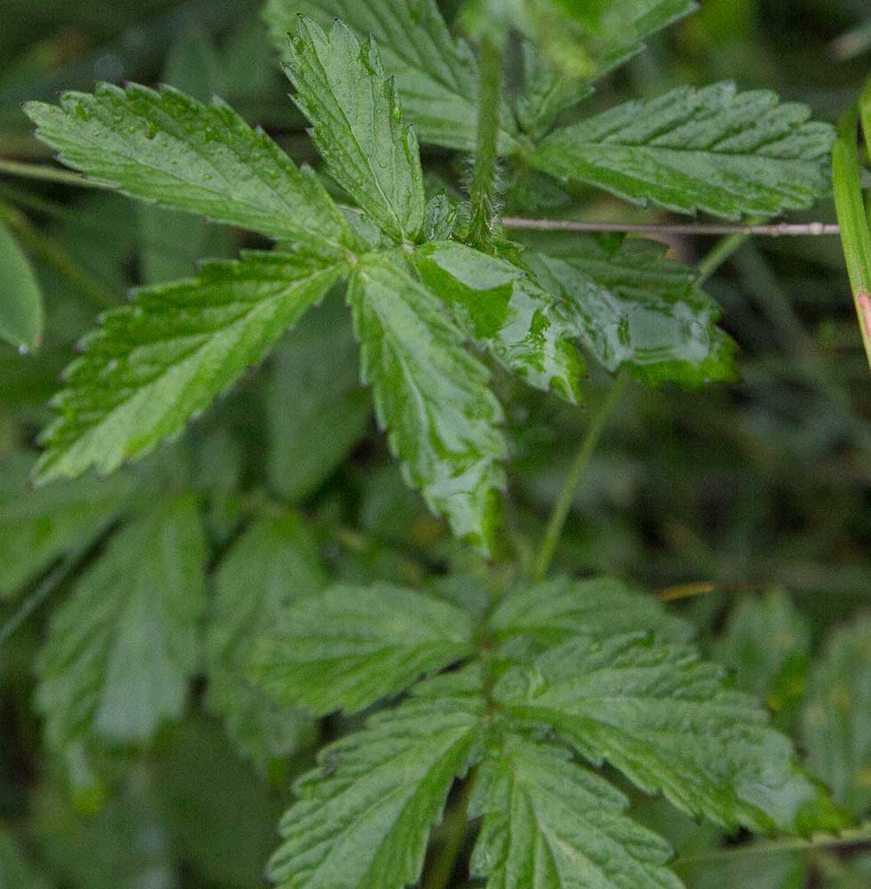 Image of Agrimonia pilosa specimen.