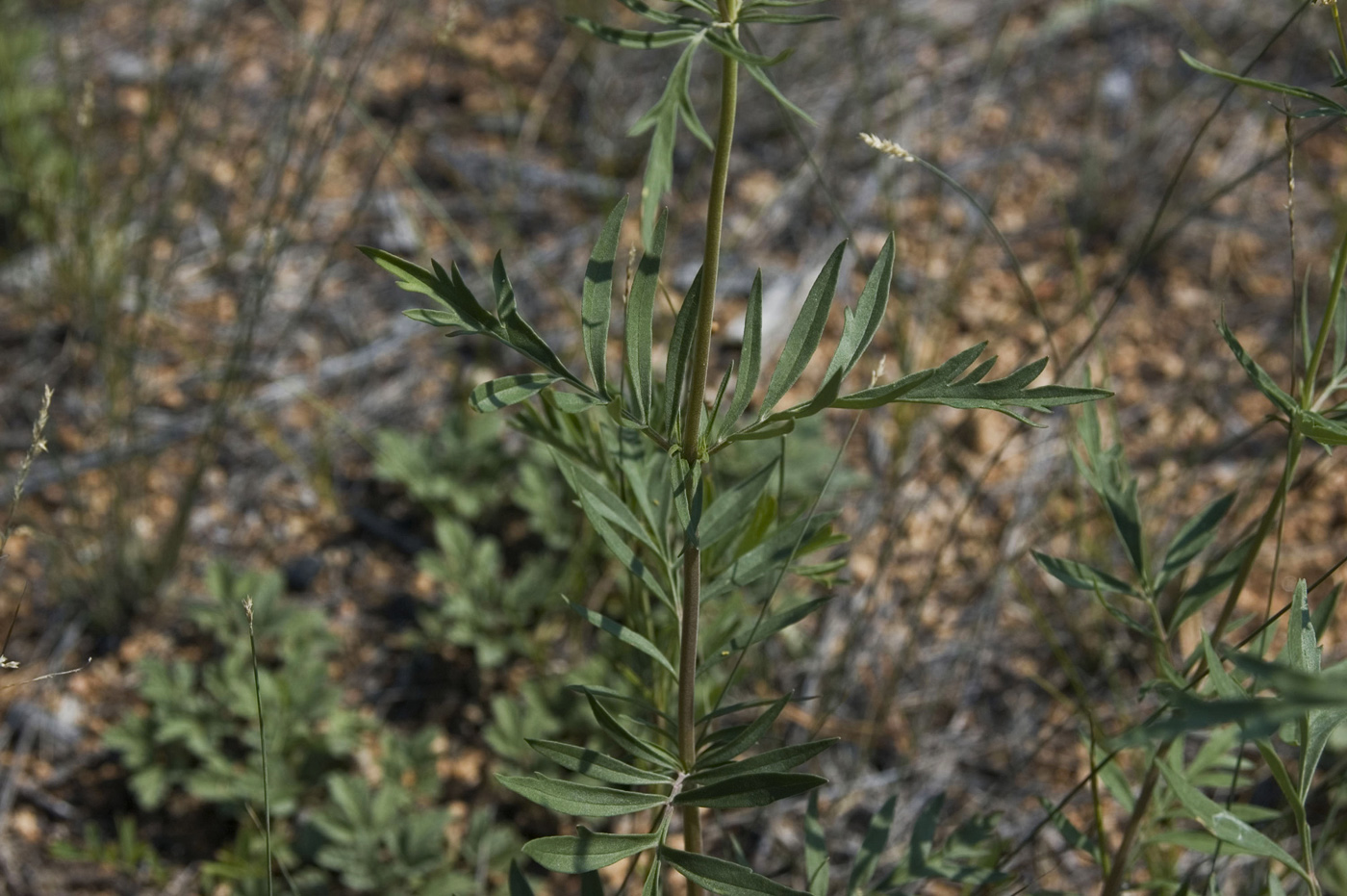 Изображение особи Patrinia rupestris.