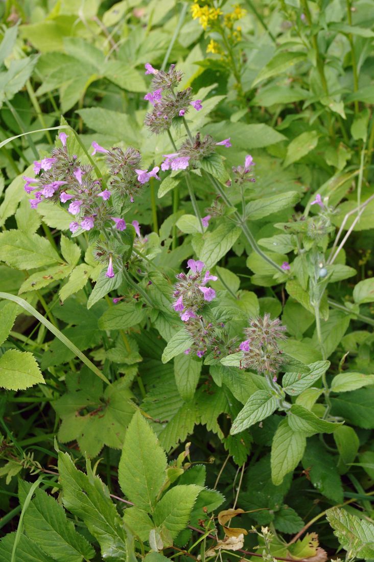 Image of Clinopodium vulgare specimen.