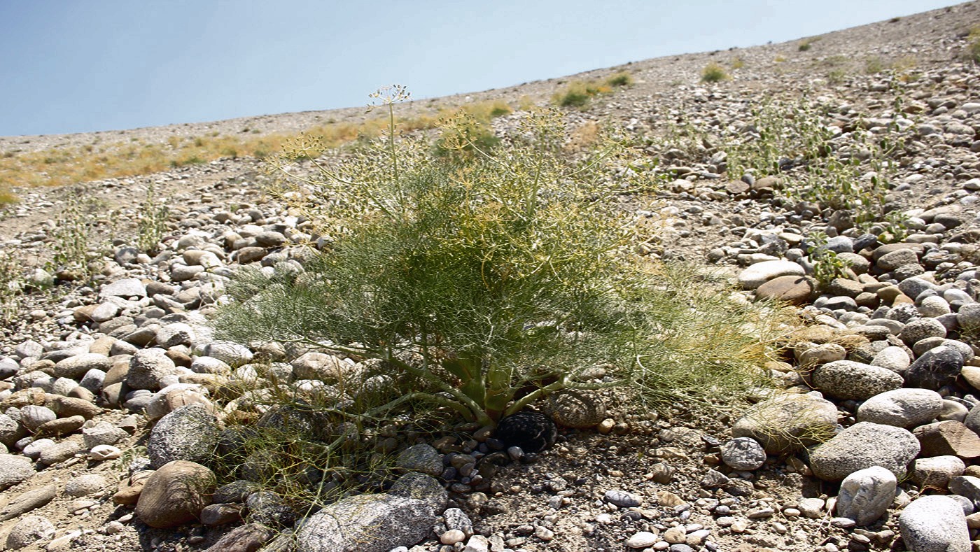 Image of Ferula lipskyi specimen.