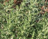 Amaranthus albus