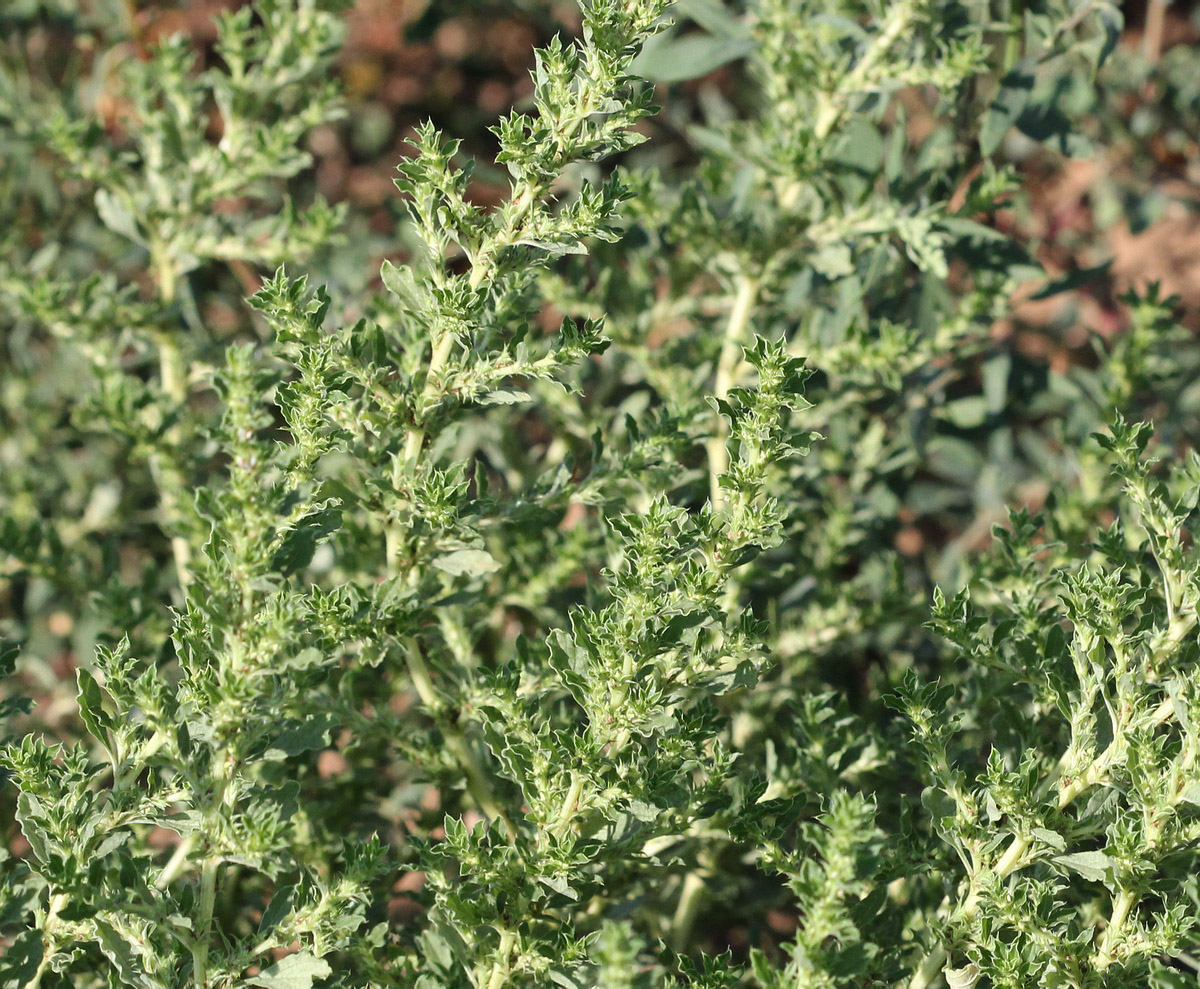 Изображение особи Amaranthus albus.