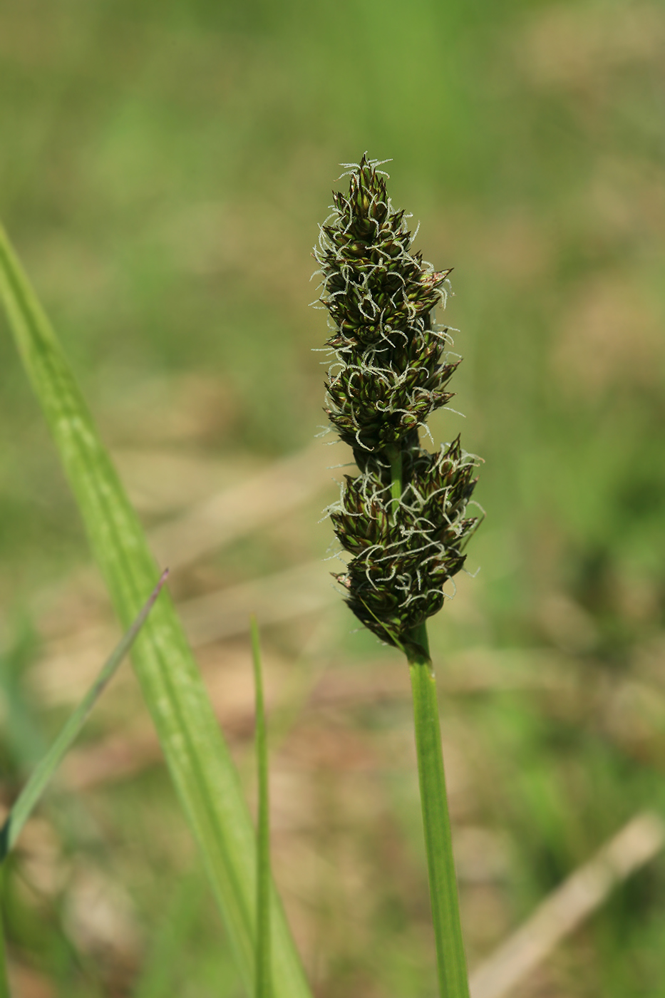 Изображение особи Carex vulpina.