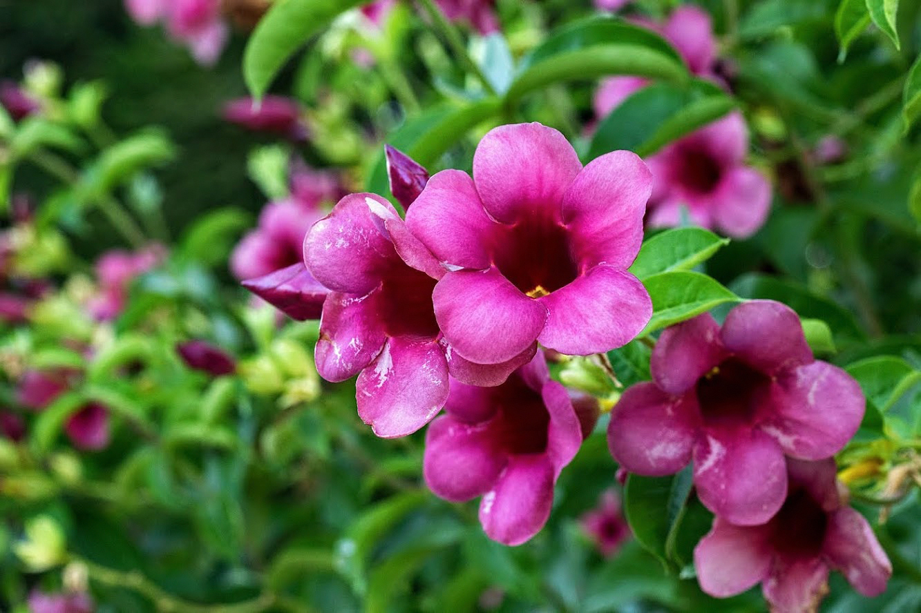 Изображение особи Allamanda blanchetii.