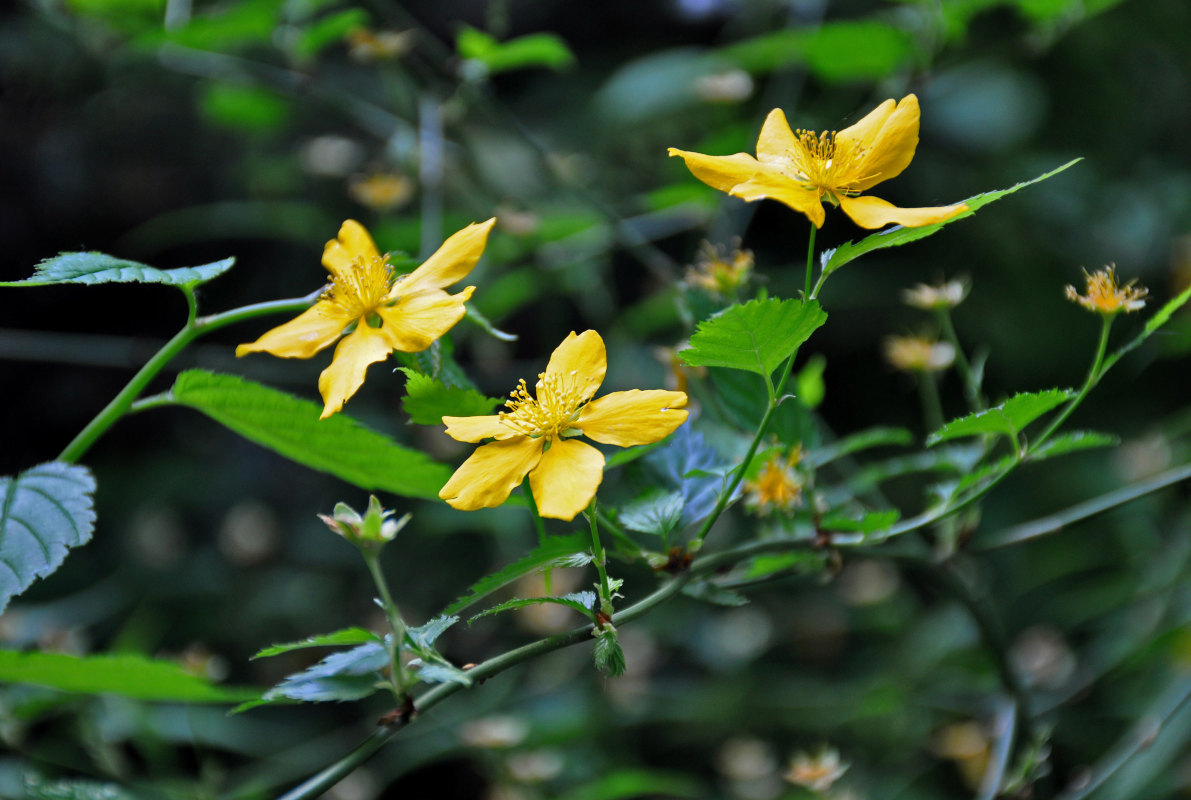 Image of Kerria japonica specimen.