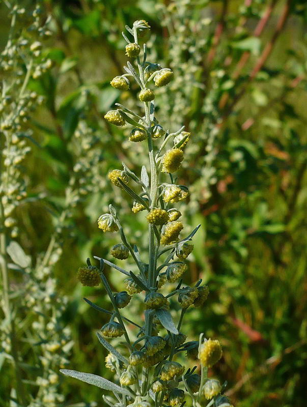 Изображение особи Artemisia absinthium.