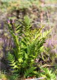 Dryopteris carthusiana. Спороносящее растение. Ленинградская обл., Лужский р-н, окр. оз. Лебевое, вересково-зеленомошный сосновый бор. 17.08.2019.