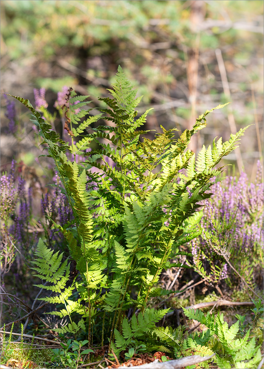 Image of Dryopteris carthusiana specimen.