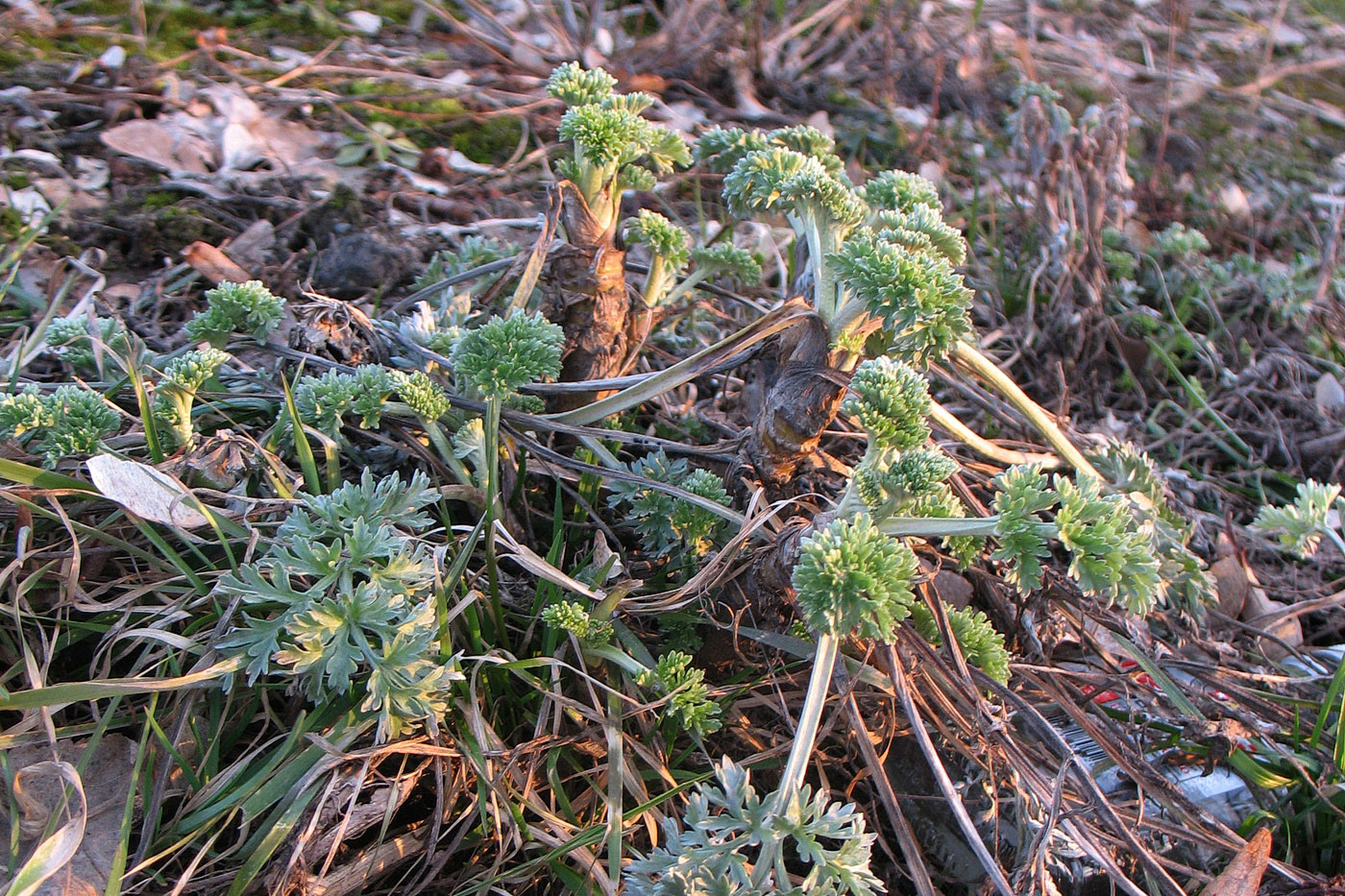 Image of Artemisia absinthium specimen.