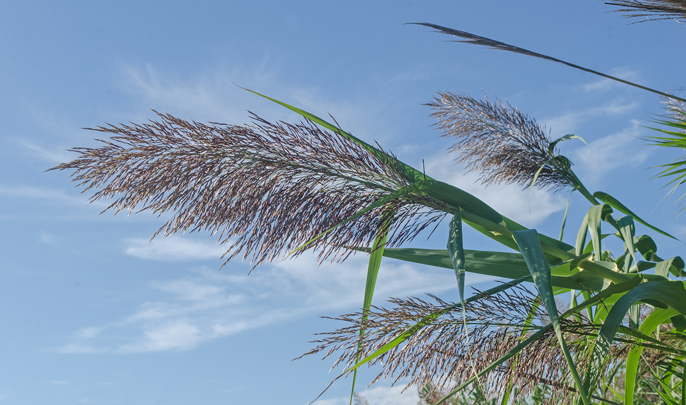 Изображение особи Arundo donax.