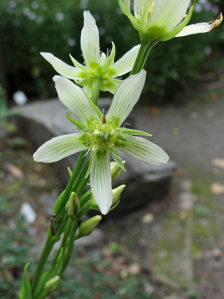 Изображение особи Swertia speciosa.