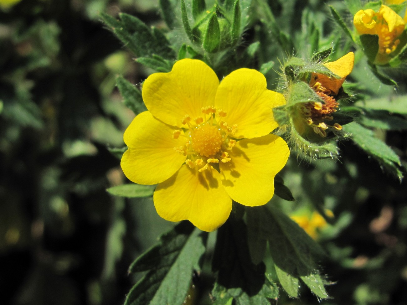 Image of Potentilla caucasica specimen.