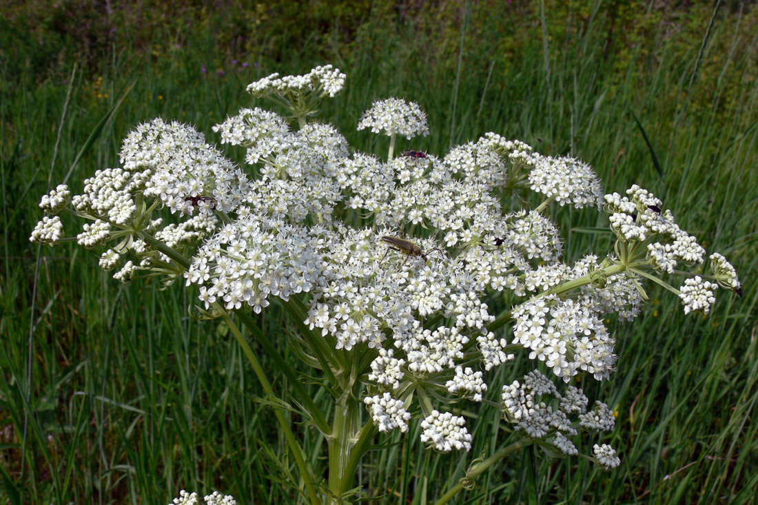 Изображение особи Pleurospermum uralense.