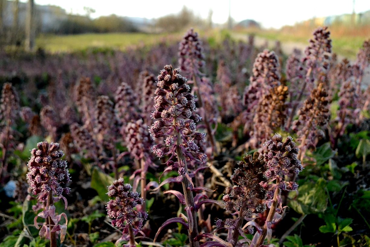 Изображение особи Petasites hybridus.