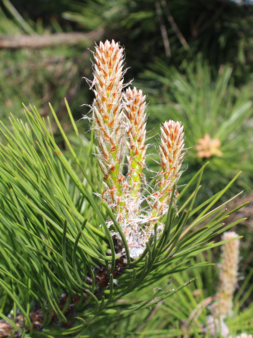 Изображение особи Pinus nigra.