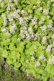 Tiarella cordifolia