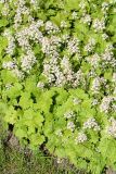 Tiarella cordifolia. Цветущие растения. Санкт-Петербург, Приморский р-н, окр. просп. Испытателей и Гаккелевской ул., в культуре. 29.05.2020.