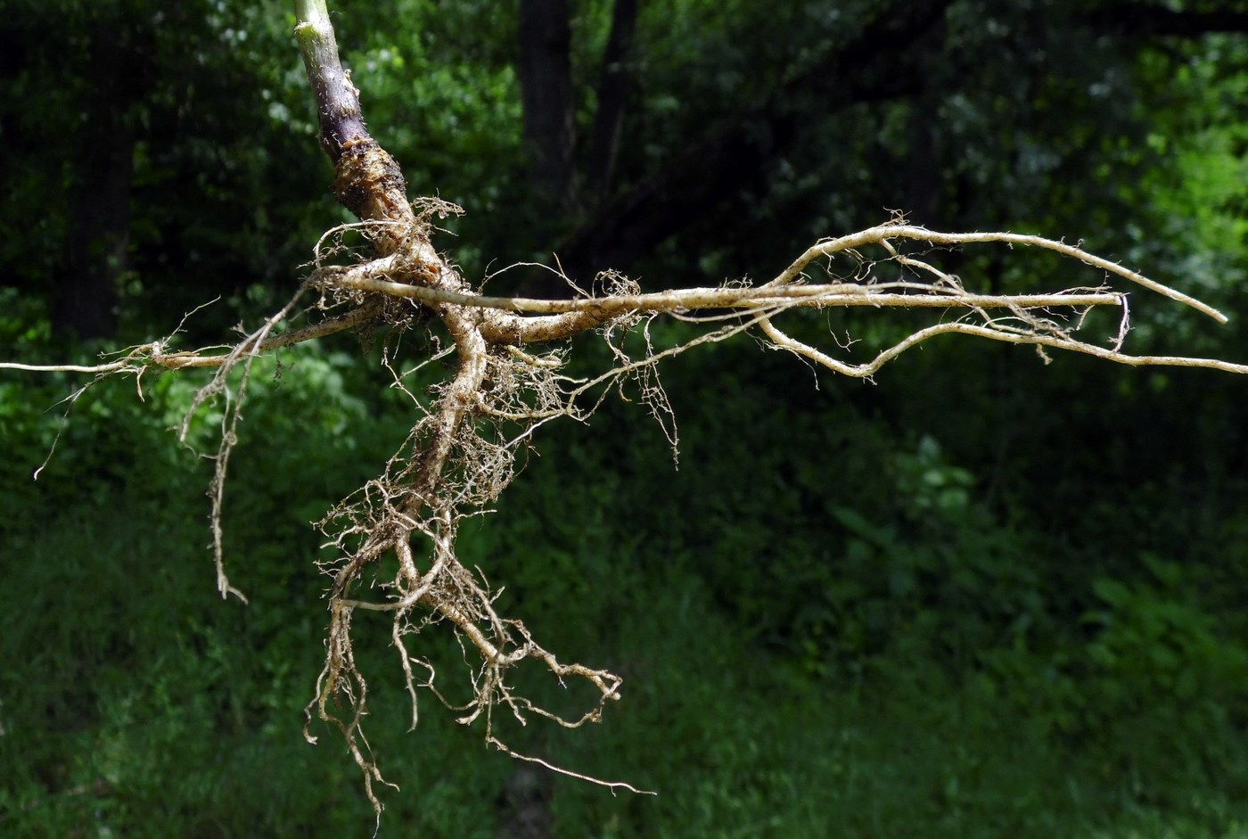 Image of Sisymbrium officinale specimen.