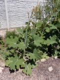 Macleaya microcarpa