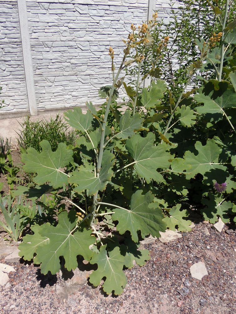 Image of Macleaya microcarpa specimen.