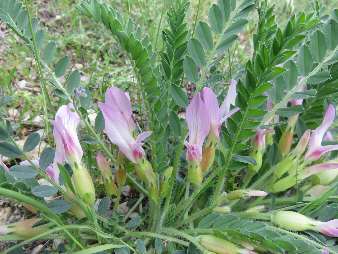 Изображение особи Astragalus physocalyx.