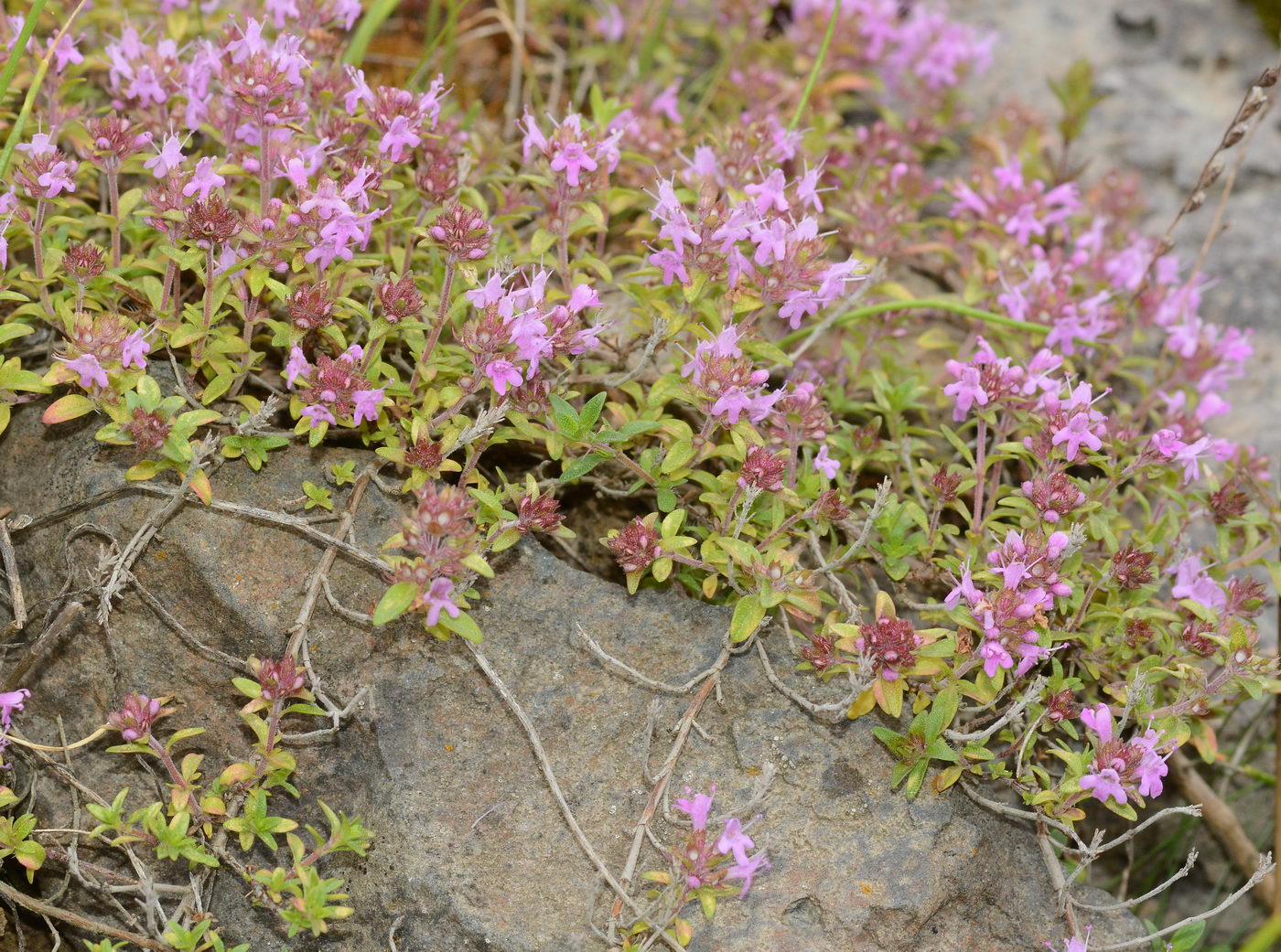 Изображение особи Thymus minussinensis.