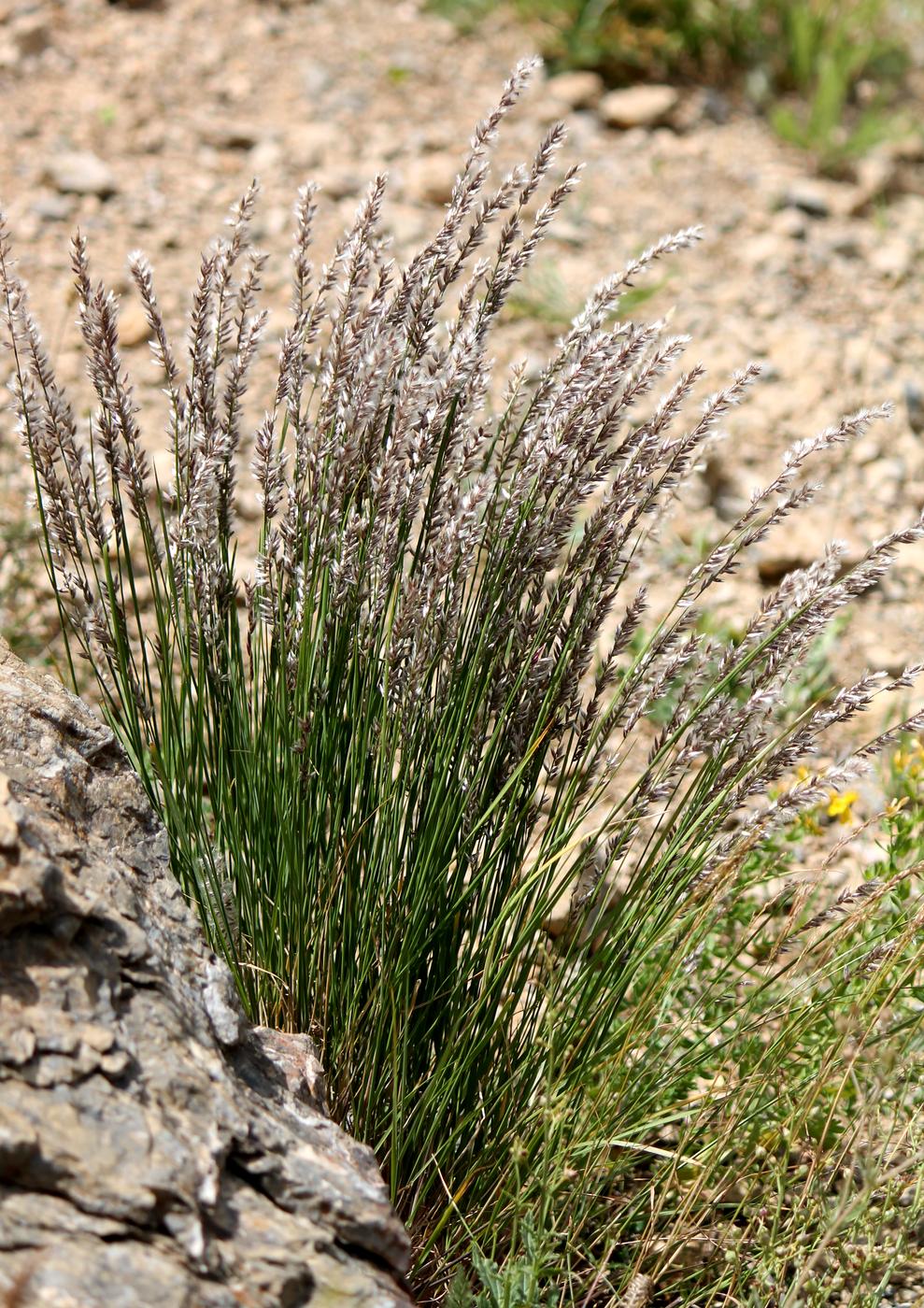 Image of Melica inaequiglumis specimen.