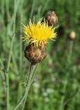 Centaurea orientalis. Верхушка побега с соцветием. Крым, Бахчисарайский р-н, Качинский каньон, окр. с. Баштановка, долина р. Кача, обочина дороги в широколиственном лесу. 28.06.2020.