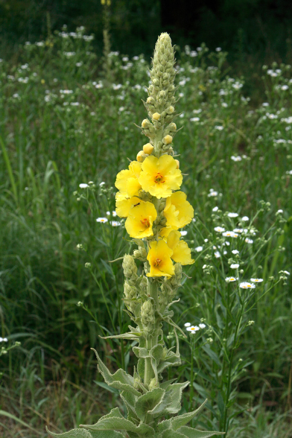 Изображение особи Verbascum densiflorum.