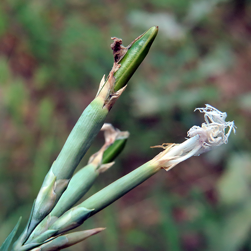 Изображение особи Dianthus superbus.