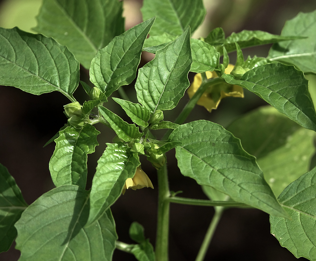 Изображение особи Physalis angulata.