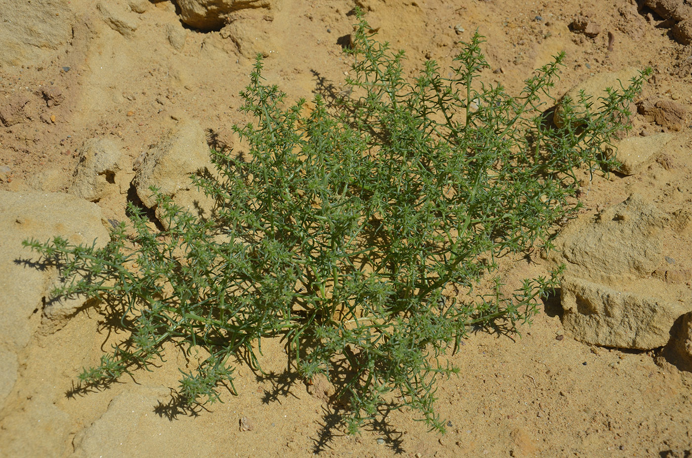 Изображение особи Salsola tragus.