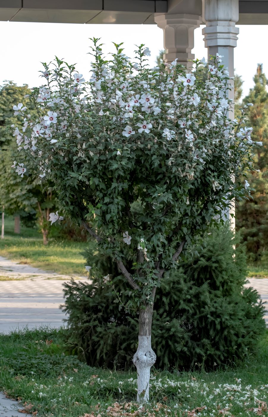 Image of Hibiscus syriacus specimen.