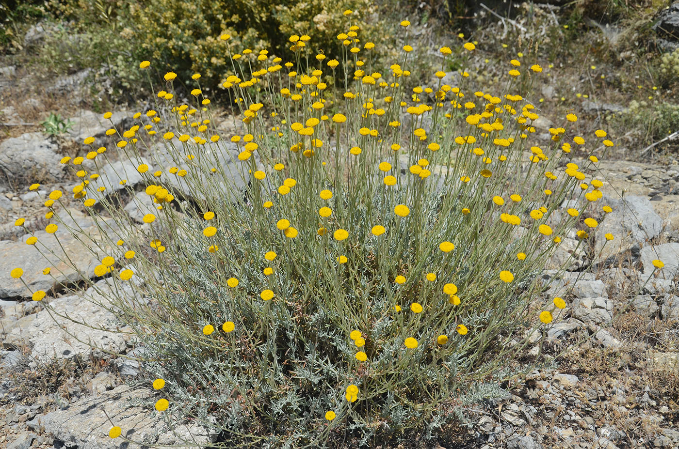 Image of Santolina chamaecyparissus specimen.