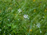 Stellaria graminea