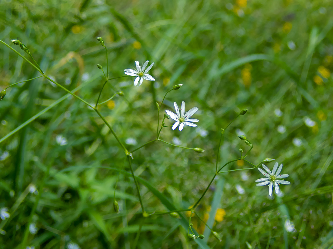 Image of Stellaria graminea specimen.