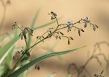 Dianella tasmanica. Верхушка побега с соцветиями и часть листа ('Variegata'). Испания, автономное сообщество Каталония, провинция Жирона, комарка Баш-Эмпорда, муниципалитет Палафружель, ботанический сад \"Кап-Роч\". 08.10.2020.