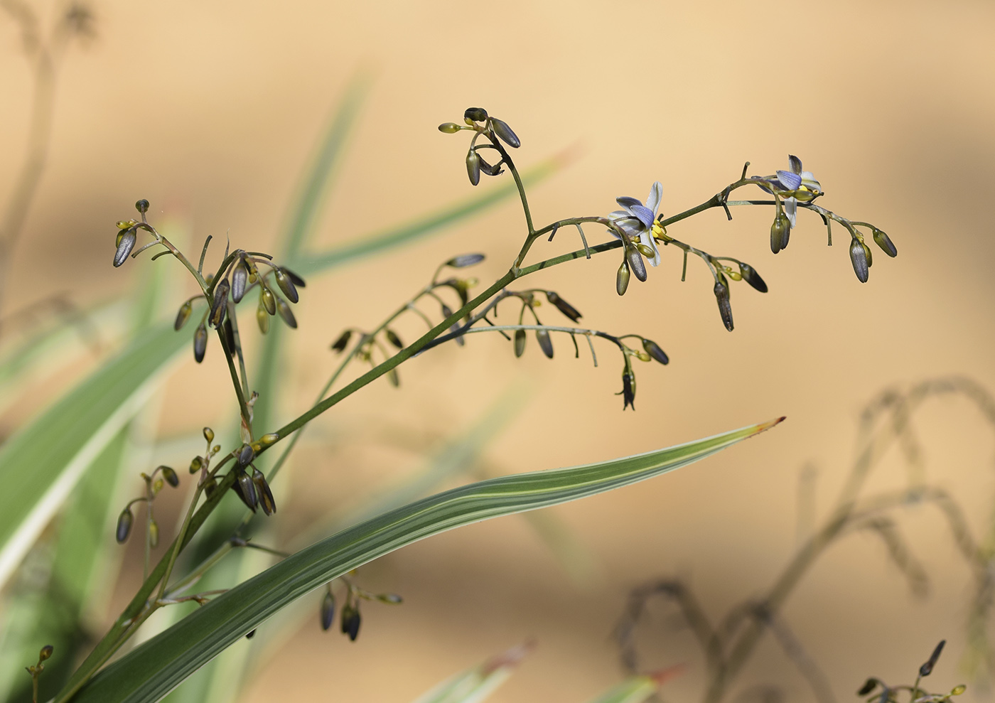 Изображение особи Dianella tasmanica.