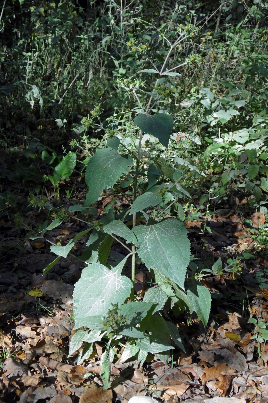 Image of Sigesbeckia orientalis specimen.