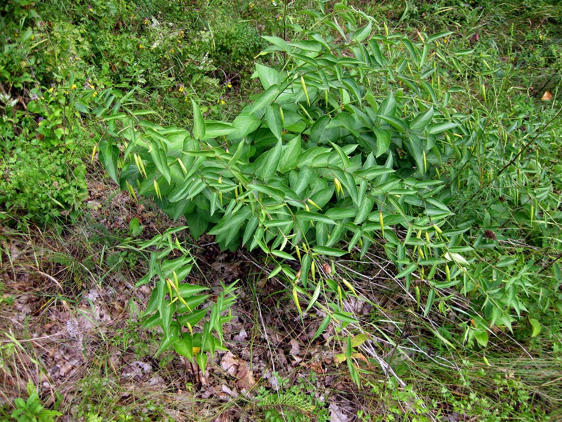Image of Vincetoxicum hirundinaria specimen.