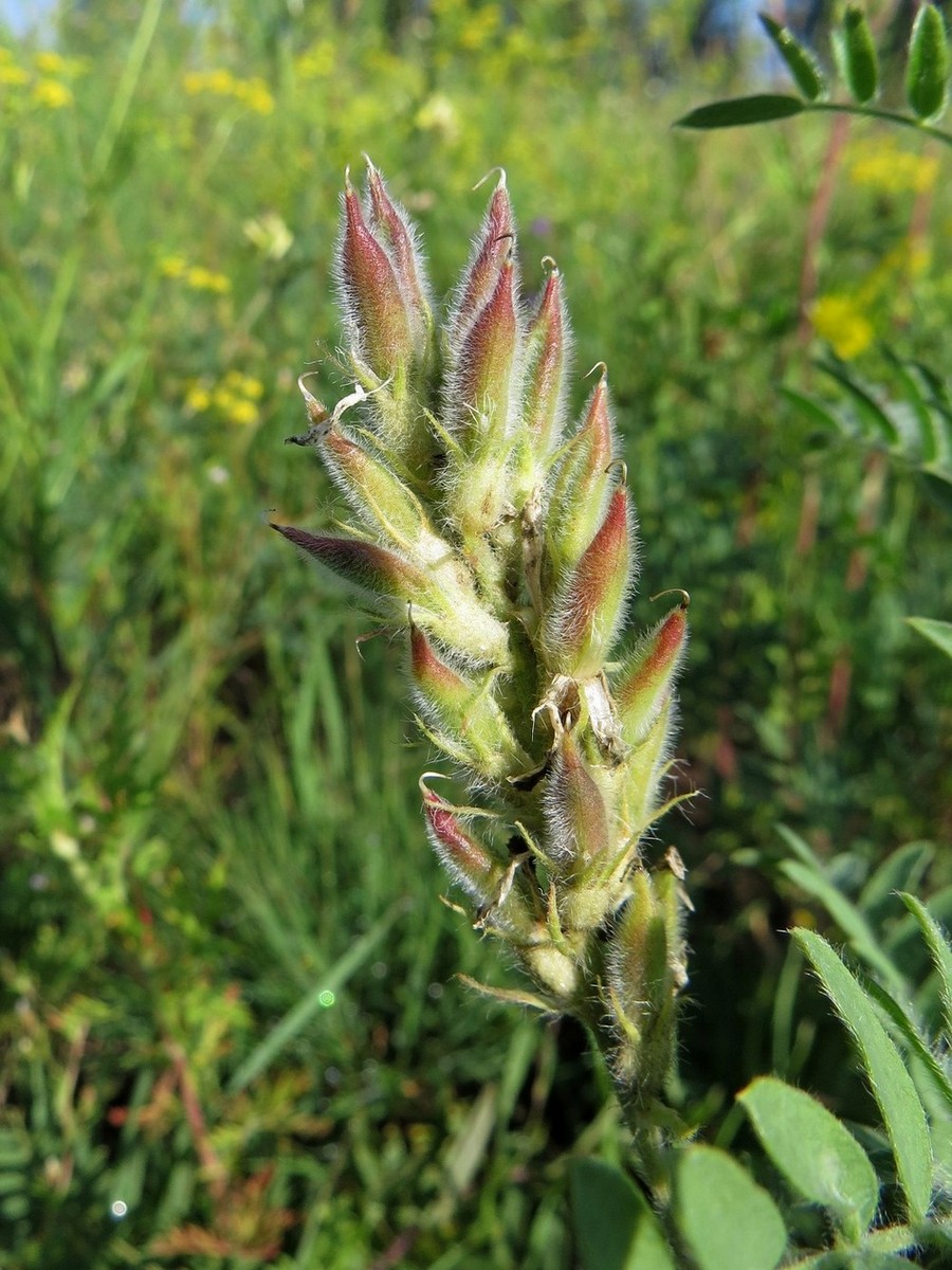 Image of Oxytropis pilosa specimen.