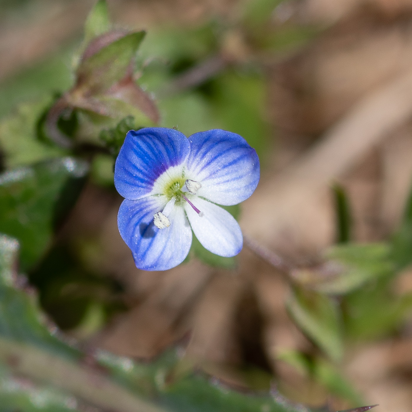 Image of Veronica persica specimen.