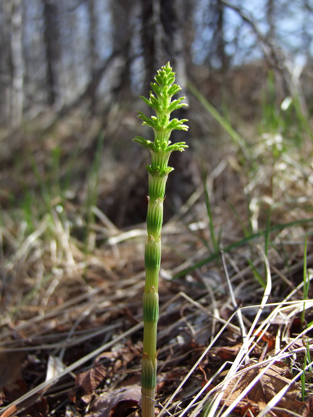 Image of Equisetum sylvaticum specimen.