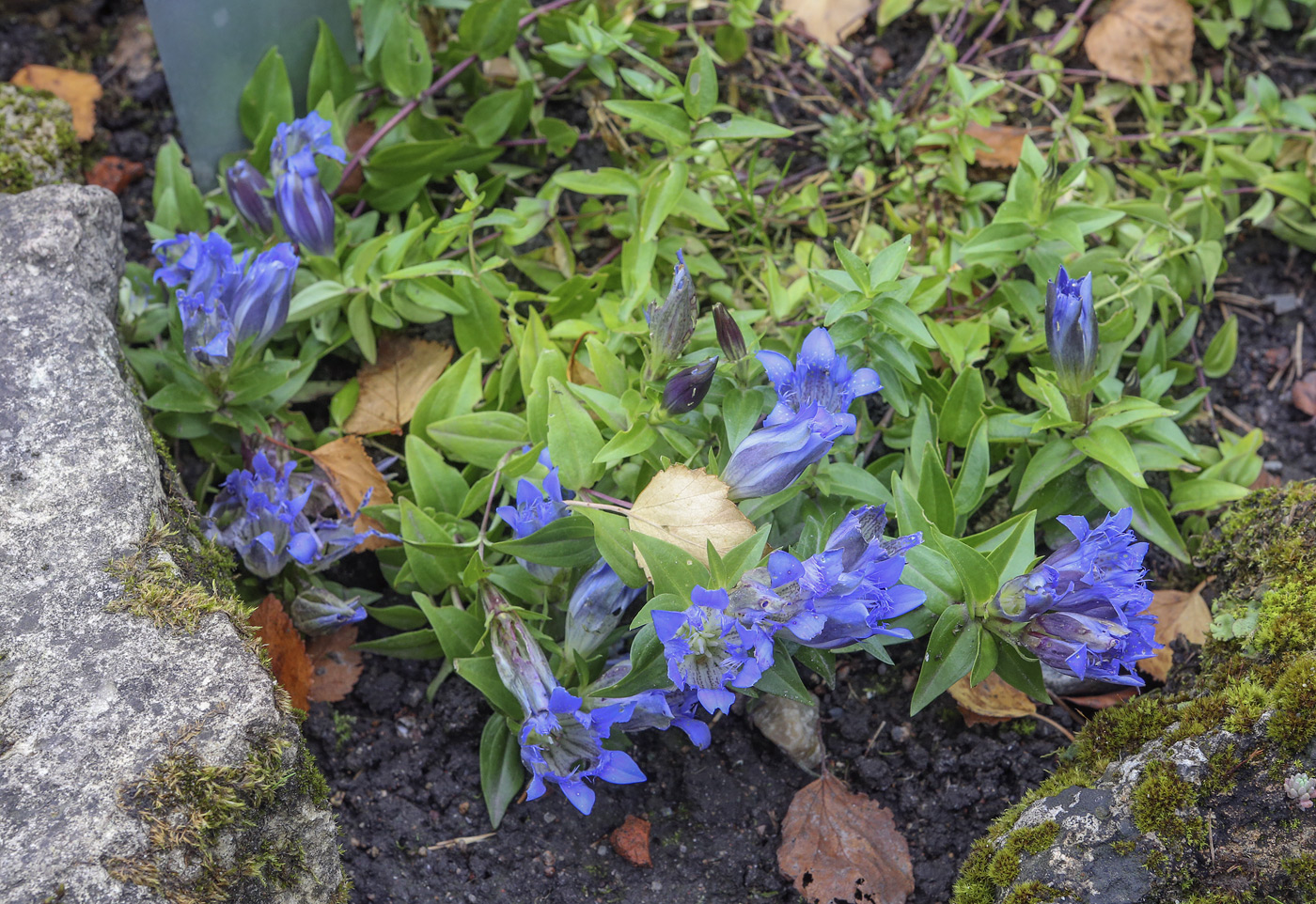 Image of Gentiana septemfida specimen.