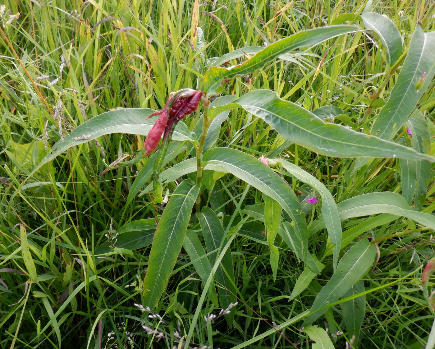 Изображение особи Persicaria amphibia.