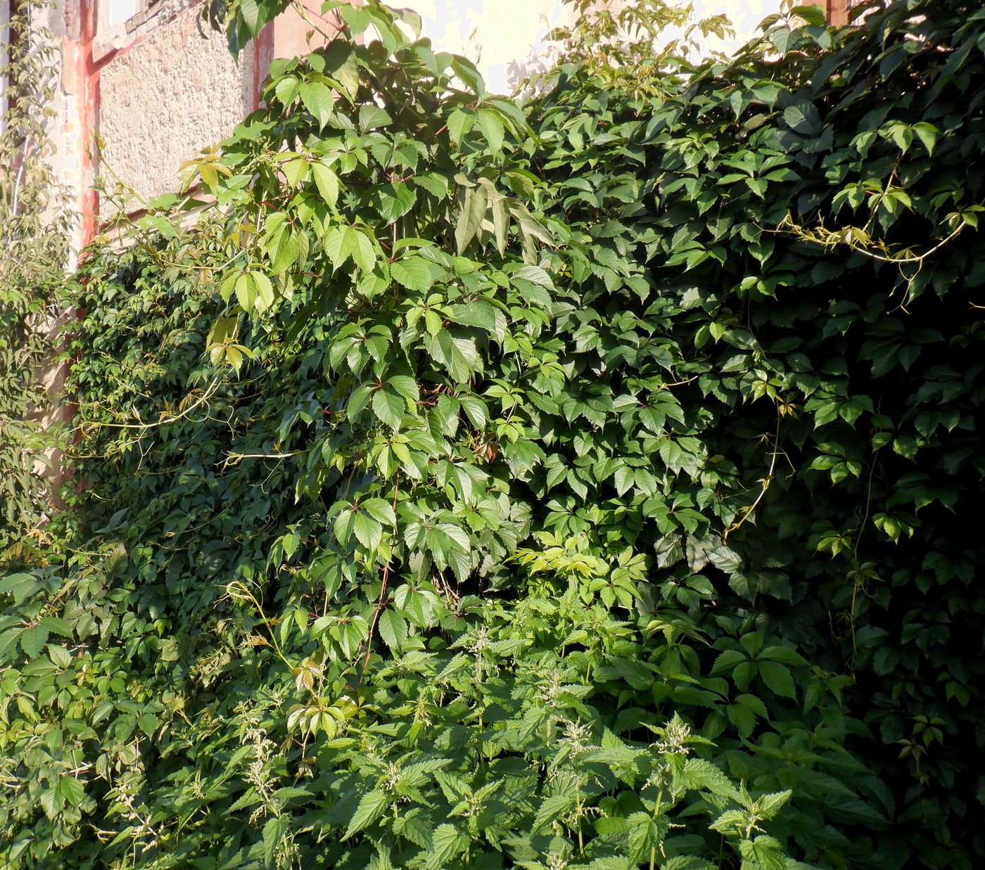 Image of Parthenocissus inserta specimen.