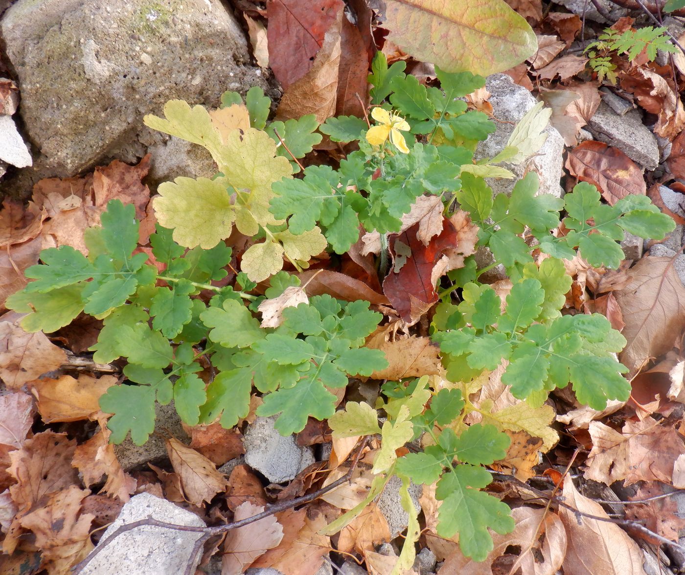 Image of Chelidonium majus specimen.